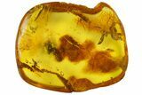 Detailed Fossil Ant (Formicidae) In Baltic Amber #139019-3